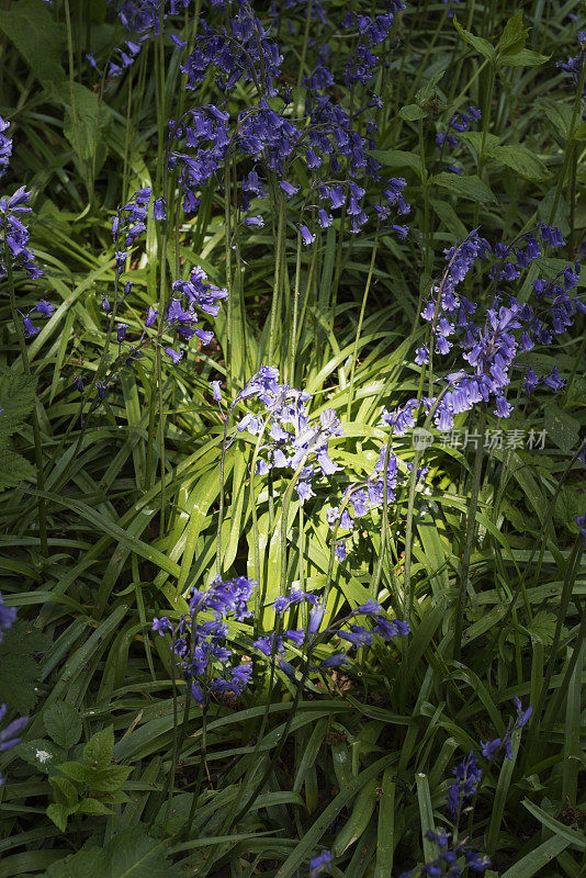 蓝铃花在木