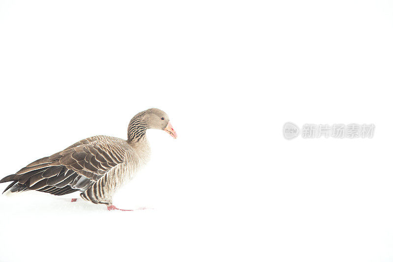 雪中的鸭子