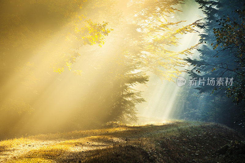 光和影-阳光穿透雾蒙蒙的秋天森林