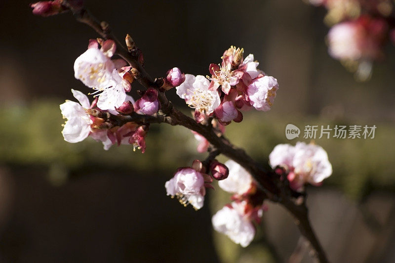 近距离看杏树花