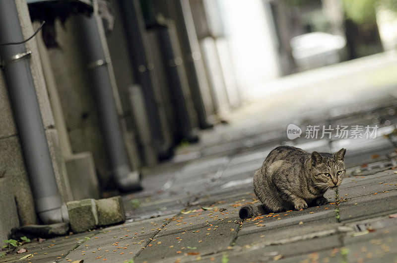 未经驯化的猫吃食物