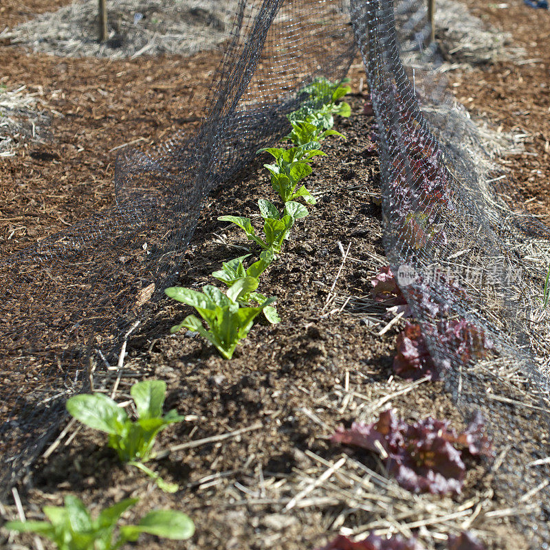俄勒冈州花园春季蔬菜覆盖幼苗
