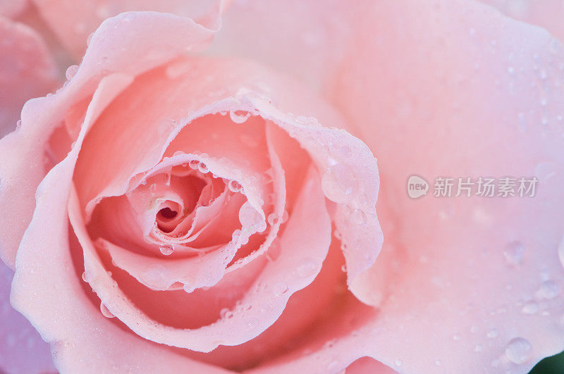 粉红色的玫瑰沾着露水。