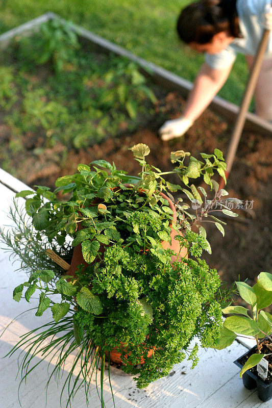 草本植物和花园