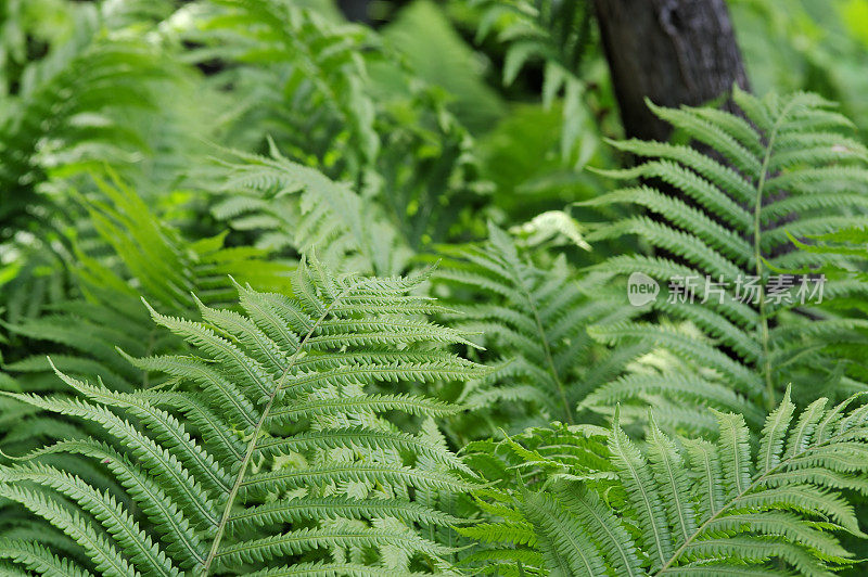 蕨类植物