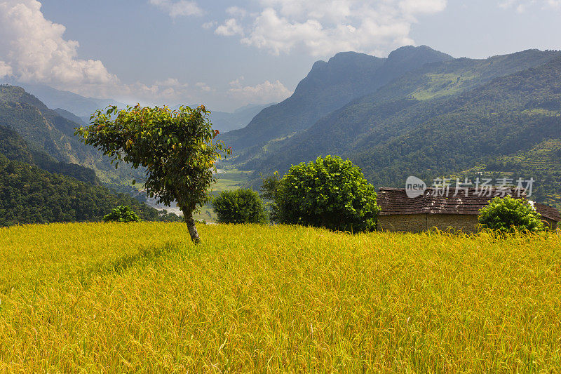 Annapurna徒步旅行(尼泊尔)时看到的金色田野