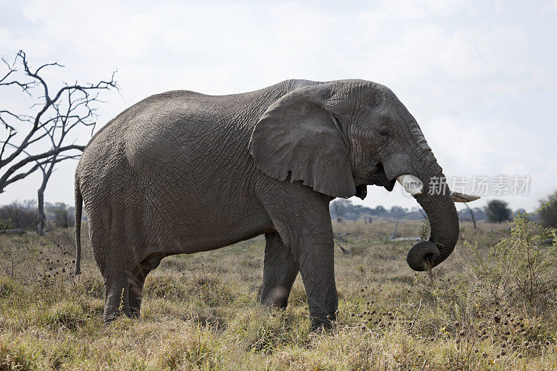 非洲象正在拔起年轻的金合欢树
