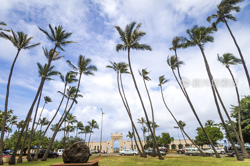 夏威夷瓦胡岛的棕榈树