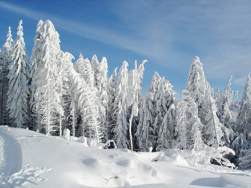 冬天的景观与雪和冷杉在黑森林