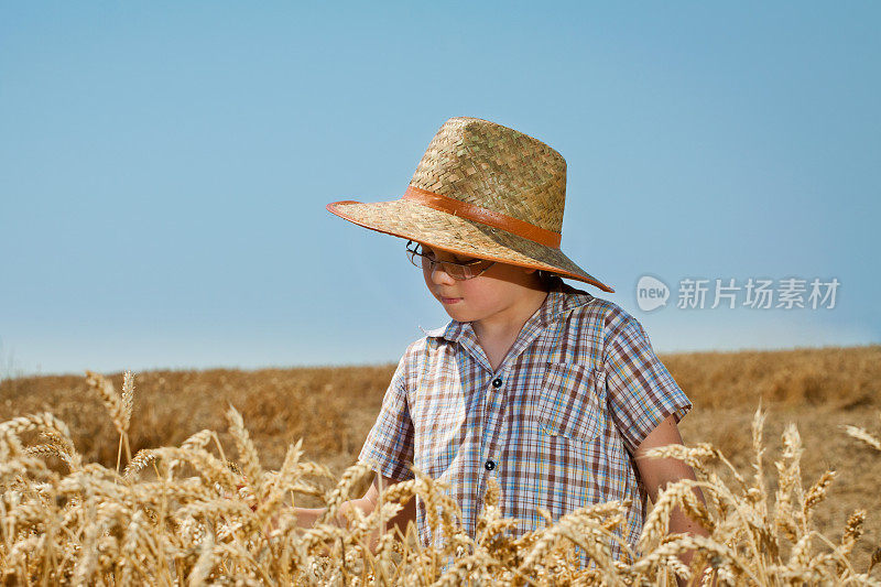 小麦和男孩