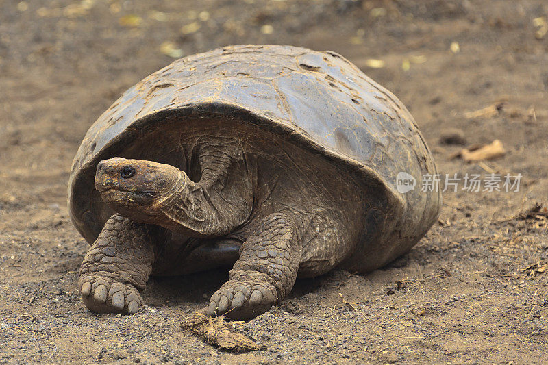 加拉帕戈斯群岛:Dome-Shelled乌龟
