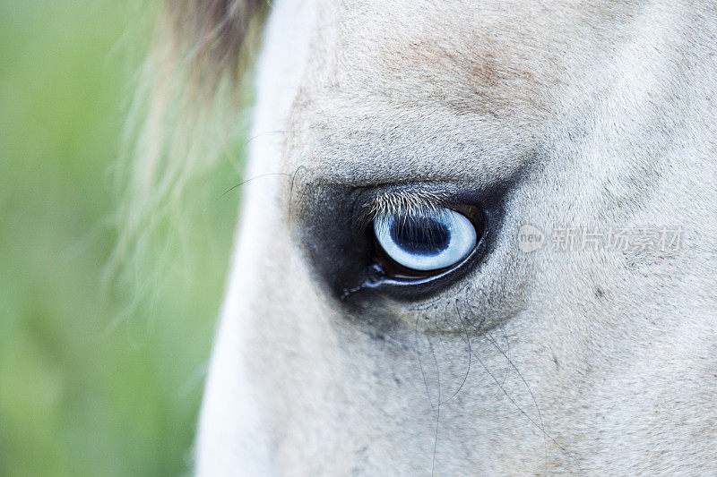 美丽的蓝眼睛鹿皮夸特马