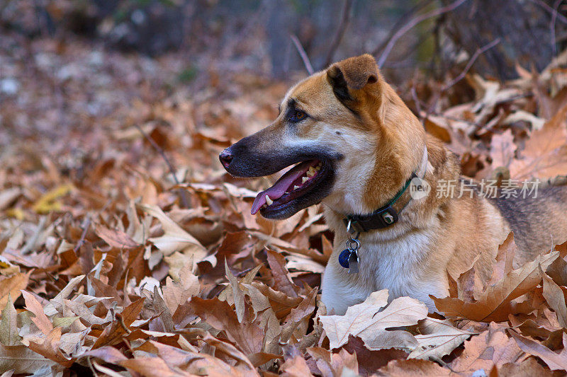 德国牧羊犬