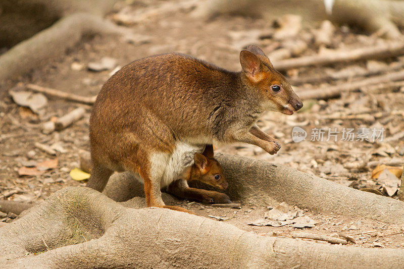 红腿Pademelon