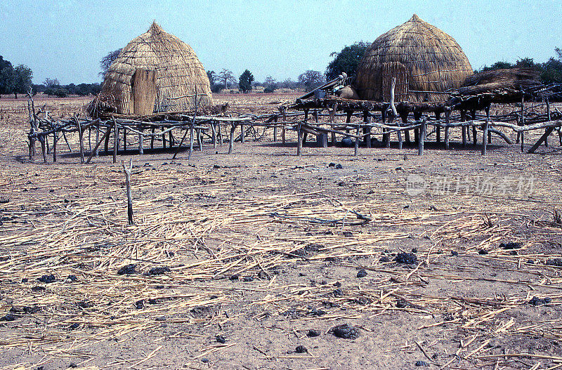 季节性的富拉尼牧民在非洲布基纳法索萨赫勒地区的农田里
