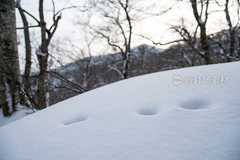 动物在雪地上留下的足迹