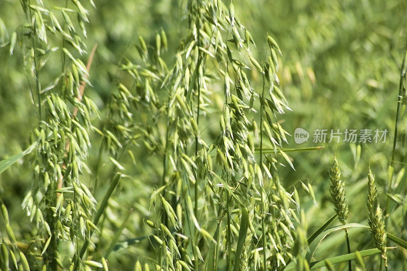 田野里的燕麦，特写。