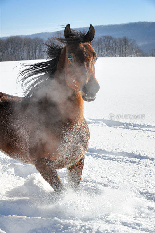 马在雪中奔跑与呼吸云接近