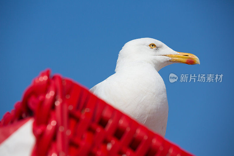 戴兜帽的沙滩椅上的海鸥