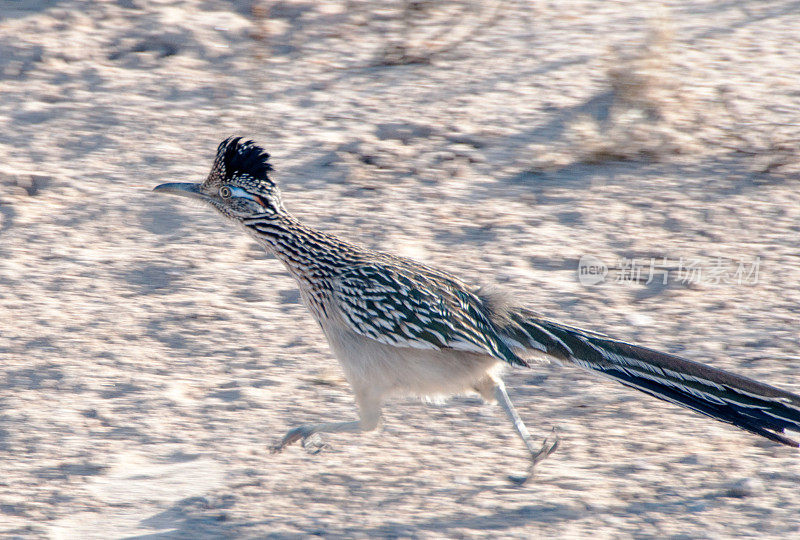 在野外奔跑的Roadrunner