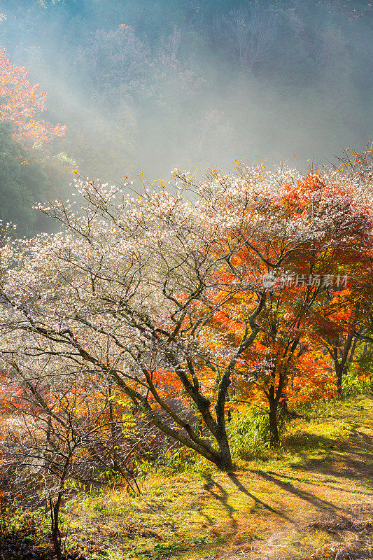 名古屋、大原樱的秋天