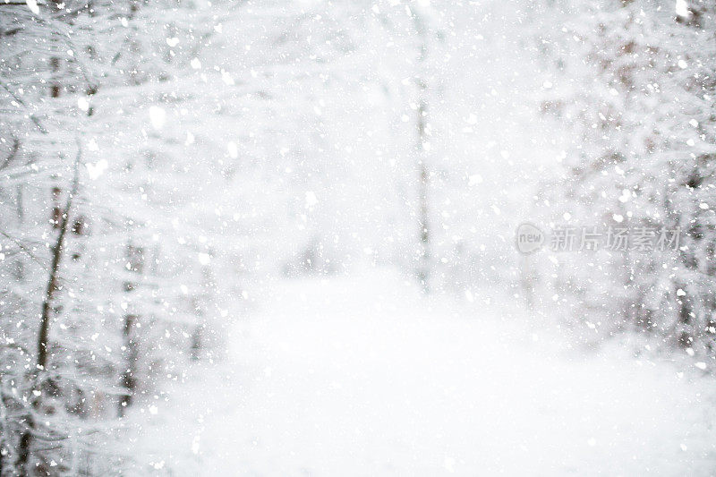 森林里的雪人