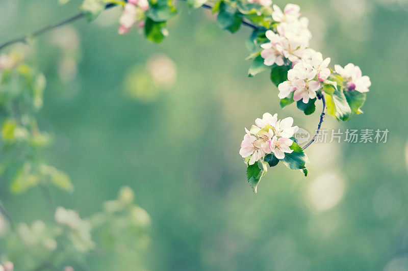 苹果花