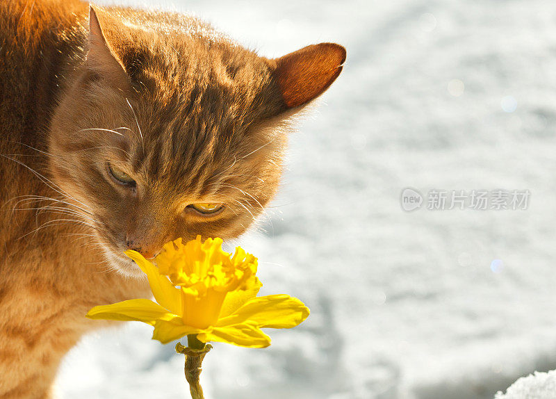 猫嗅探