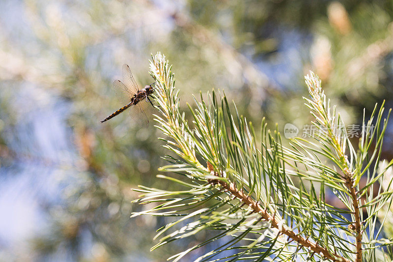 松树上的蜻蜓