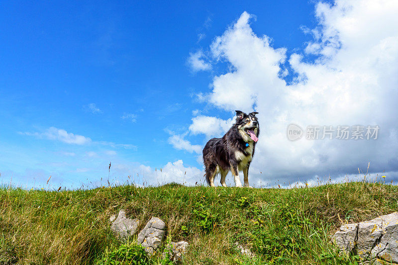 边境牧羊犬站在长满草的岬角上