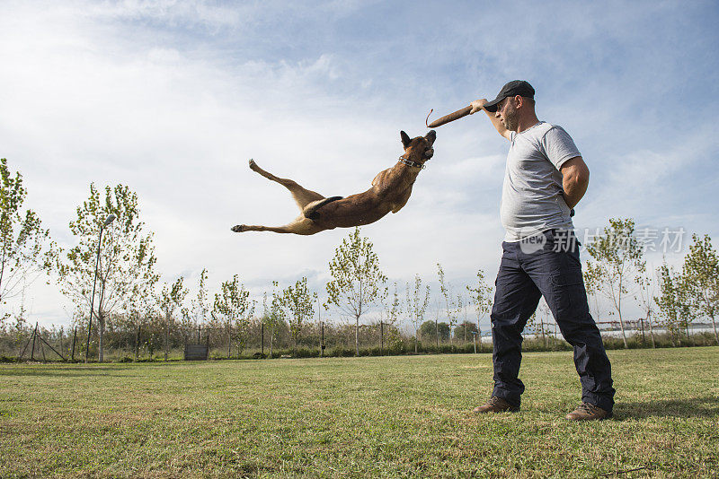 警犬训练