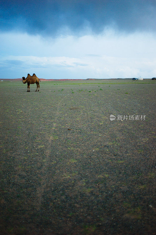 戈壁沙漠中的双峰驼