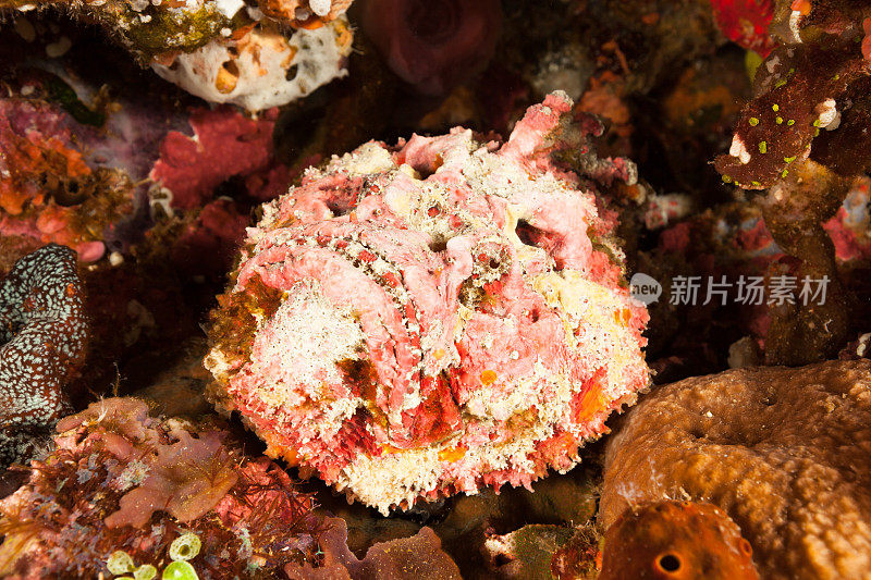 美丽丑陋的怪物，等待猎物的礁石鱼，Alor，印度尼西亚