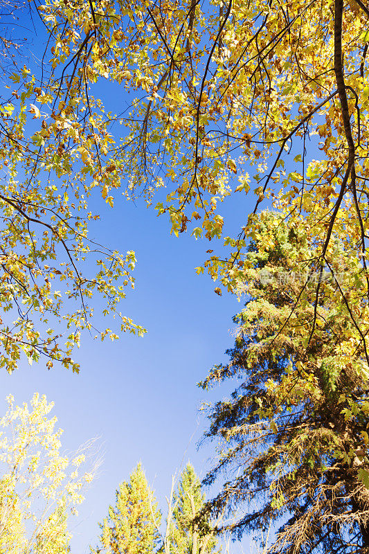 秋天的树梢和蓝天