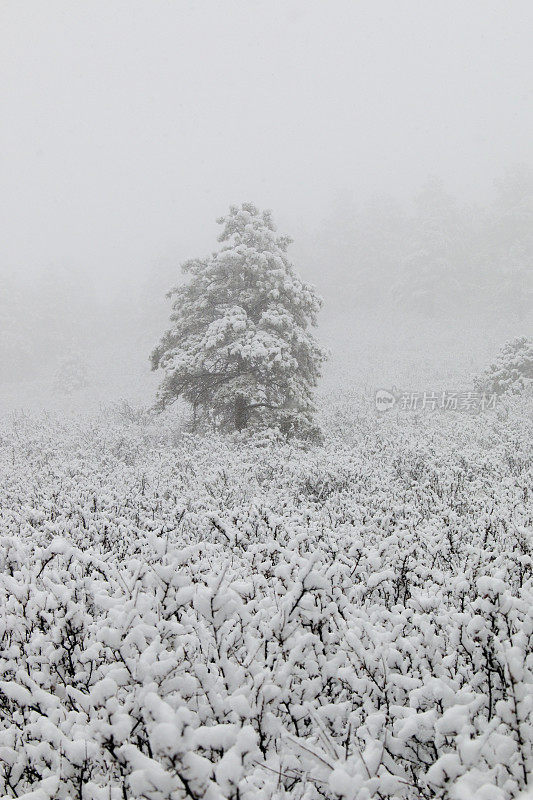 科罗拉多州派克国家森林四月的暴风雪