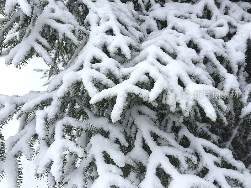 白雪覆盖的云杉