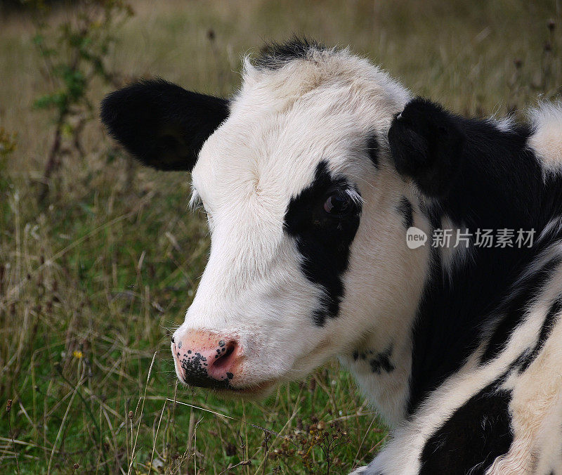 黑白奶牛在田野里看着摄像机