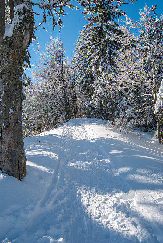 冬季景观与雪和树