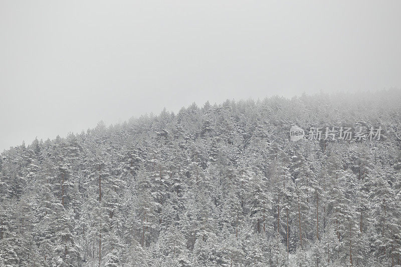 覆盖着雪和雾的常绿山林的树梢