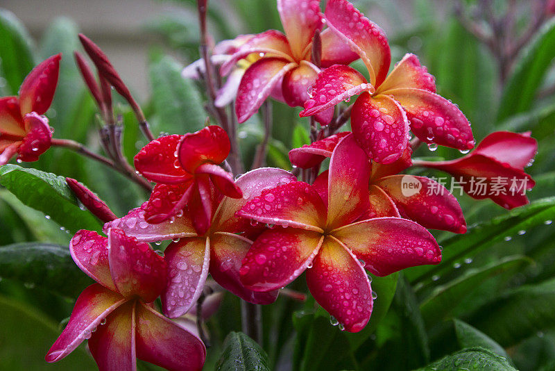 鸡蛋花雨点