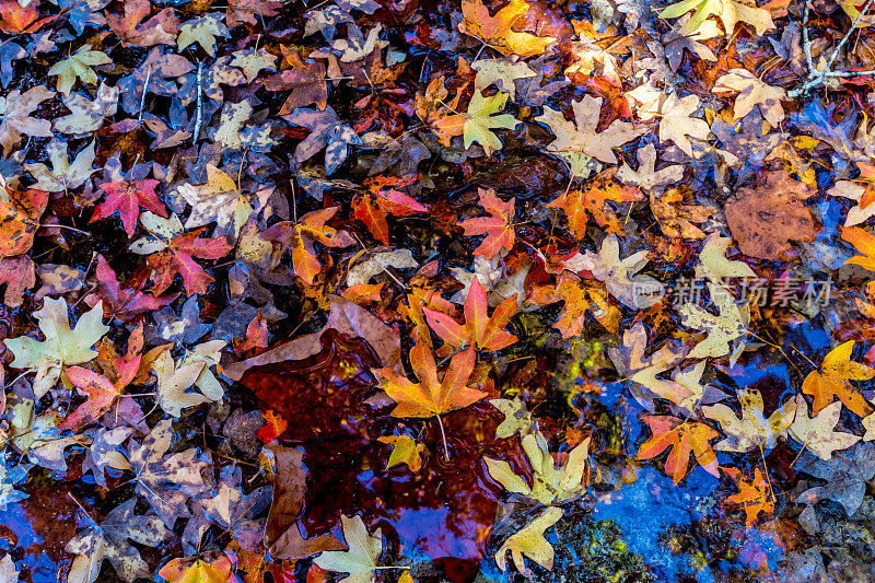 明亮美丽的秋天树叶漂浮在一个清澈的小溪。