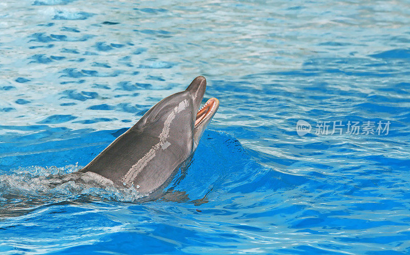 快乐的海豚