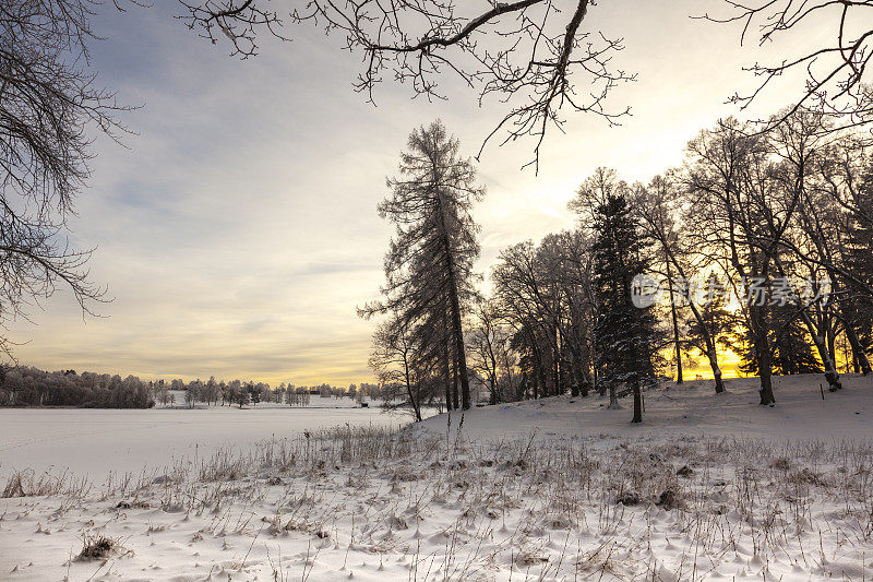 在冬天的日落与积雪的背光树景观。