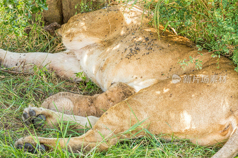 野生的母狮子和刚出生的婴儿哺乳