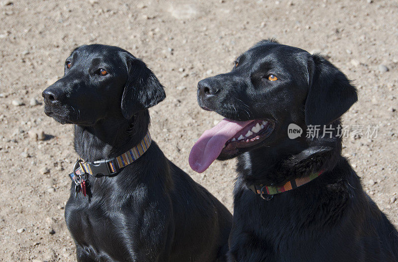 两只黑色拉布拉多寻回犬正坐着