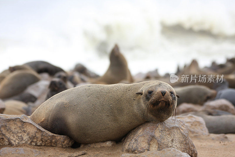 海狗角