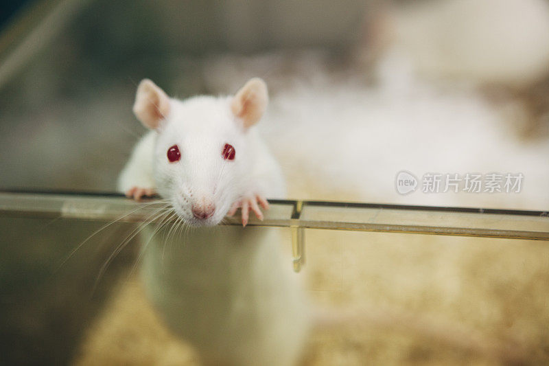 红眼睛的实验老鼠从塑料笼子里出来