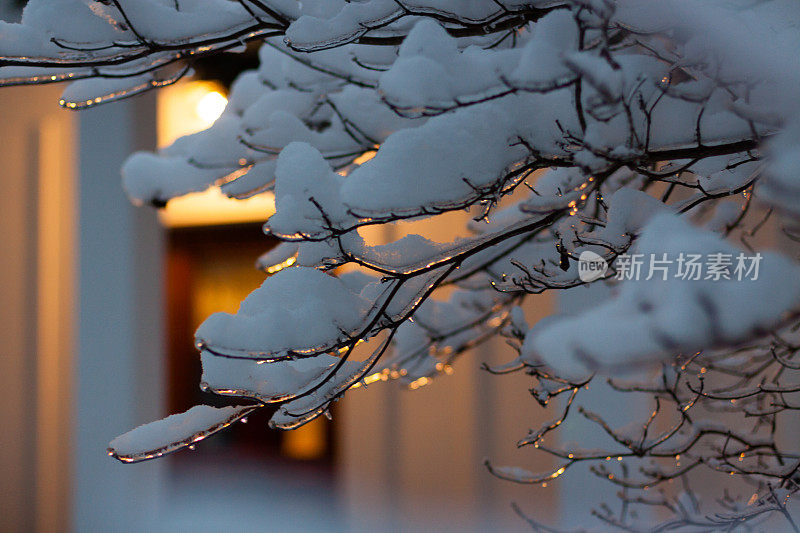 雪白的树枝和前廊