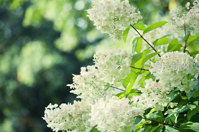 布什绣球花