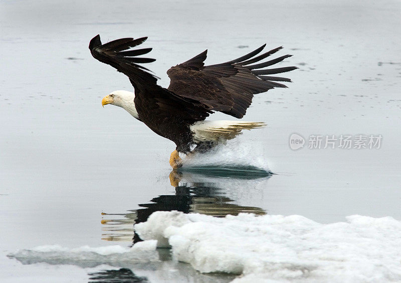 阿拉斯加，秃鹰踩水